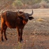 Buvol africky - Syncerus caffer - African Buffalo o2652